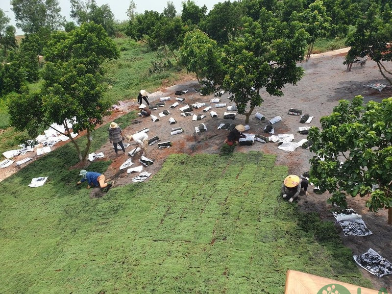 Thi công cảnh quan Avocado Retreat