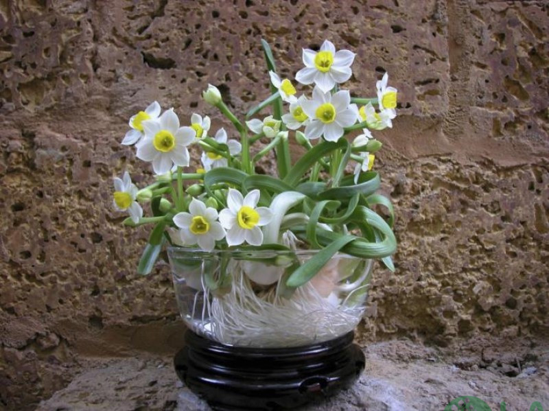 cây cảnh ngày tết theo phong thủy cây cảnh ngày tết theo phong thủy