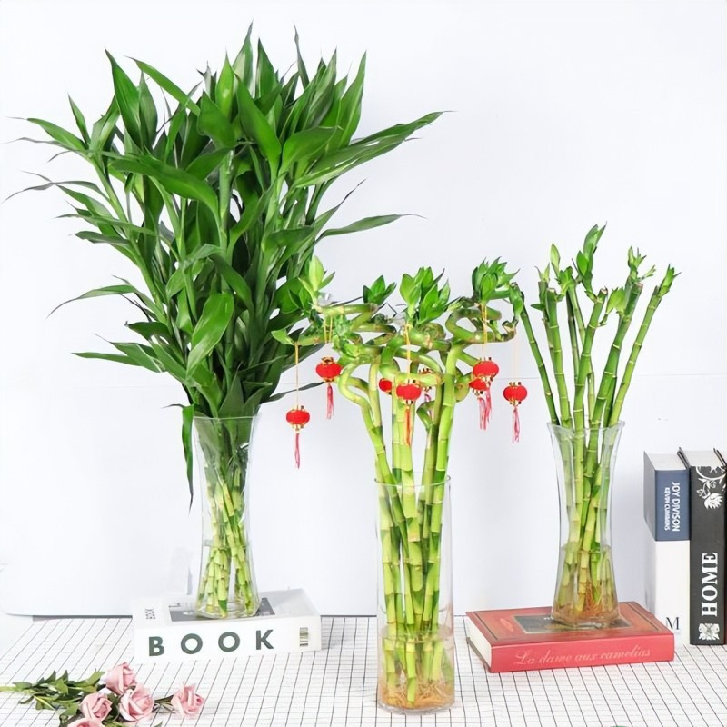 cây cảnh tết cây cảnh tết