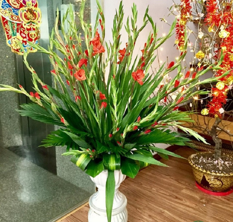 các loại cây chơi tết các loại cây chơi tết