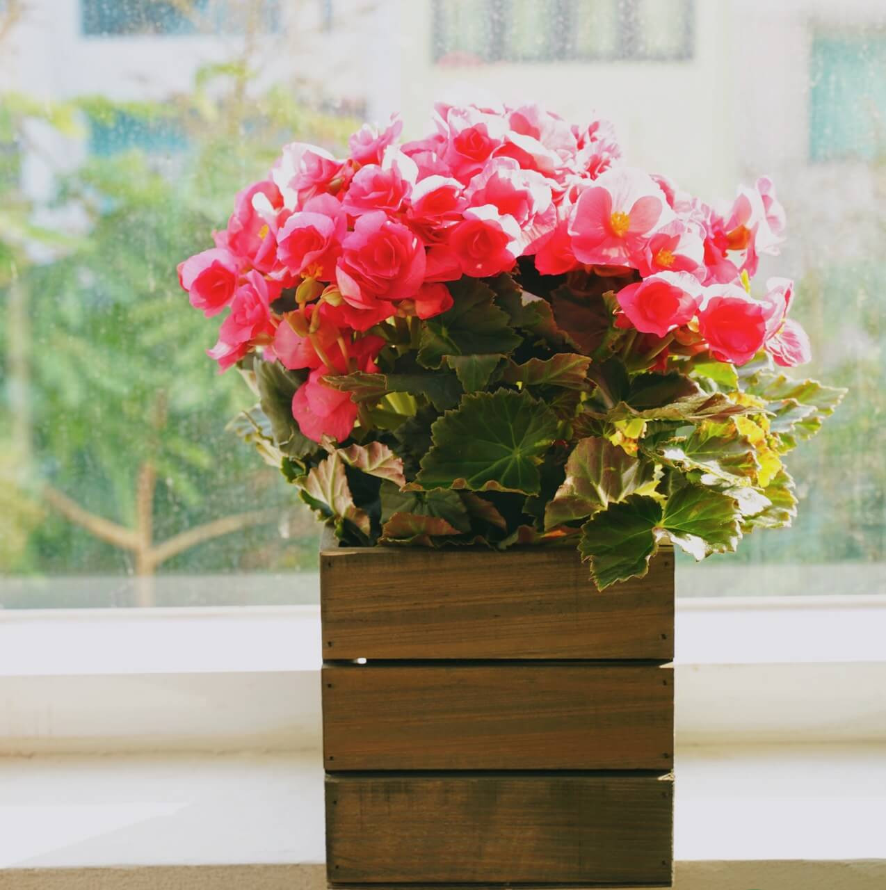 cây cảnh ngày tết cây cảnh ngày tết