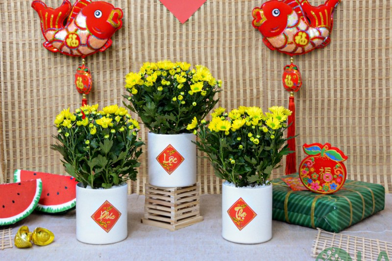 cây cảnh đẹp ngày tết cây cảnh đẹp ngày tết