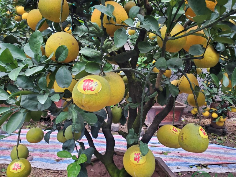 cây cảnh đón tết cây cảnh đón tết