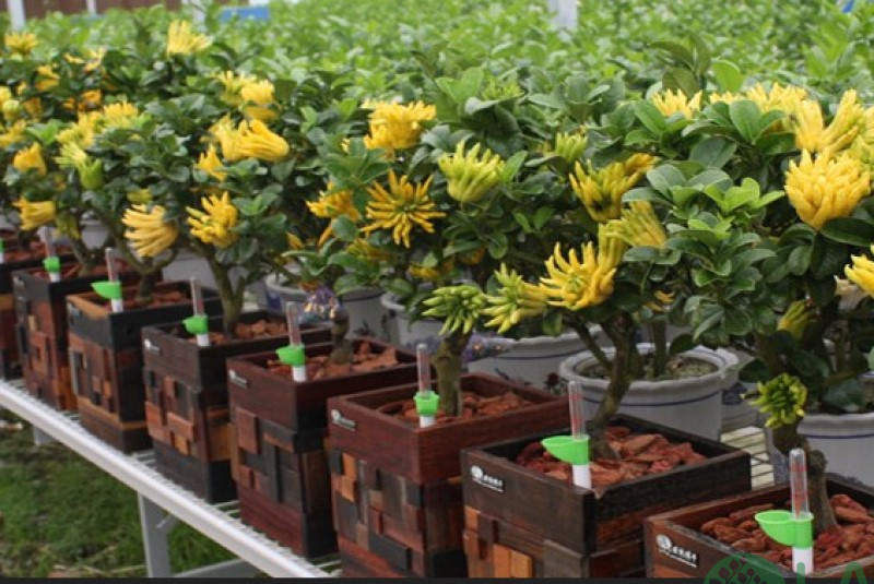 cây cảnh tết cây cảnh tết