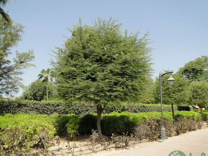 các loại cây trong thiết kế cảnh quan các loại cây trong thiết kế cảnh quan