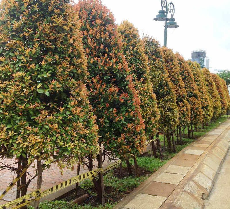 các loại cây trong thiết kế cảnh quan các loại cây trong thiết kế cảnh quan