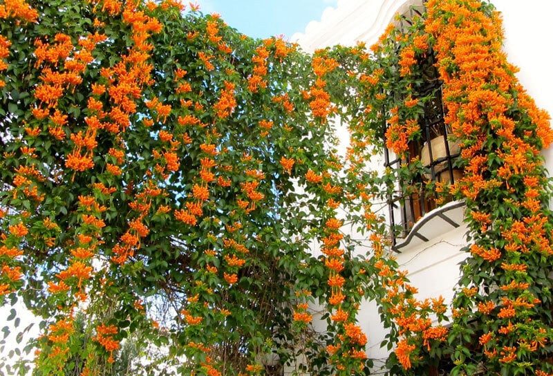 các loại cây trong thiết kế cảnh quan các loại cây trong thiết kế cảnh quan