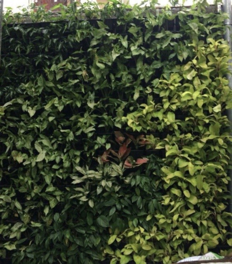 Thi công cảnh quan BT KDC Tân Mỹ