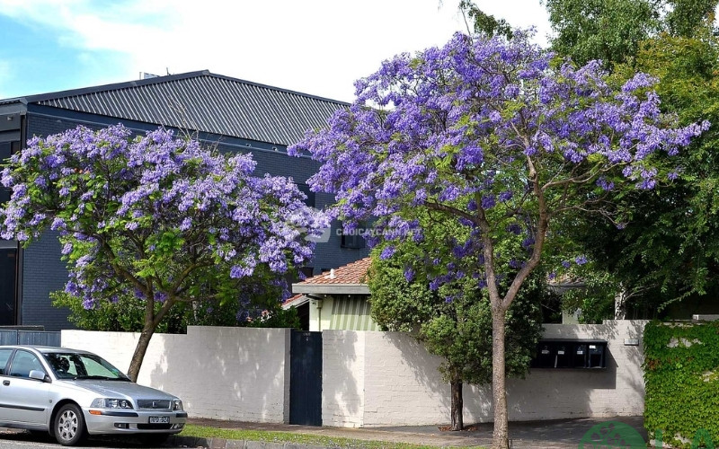 bán cây xanh bóng mát