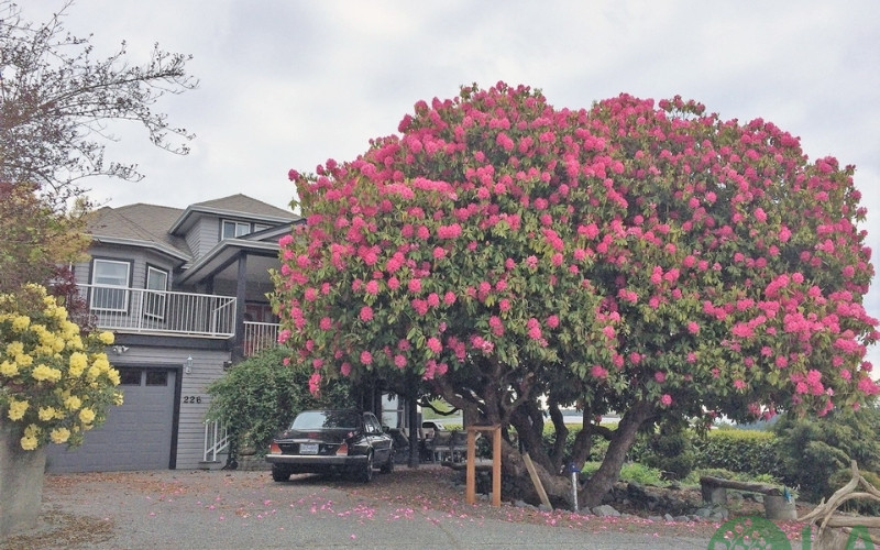 mua bán cây bóng mát