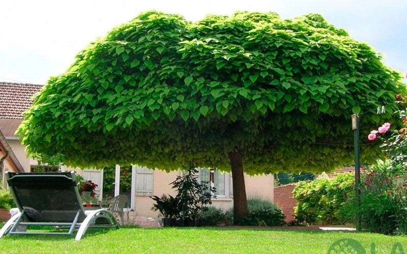 bán cây sanh bóng mát