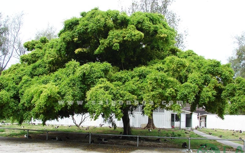 bán cây sanh bóng mát