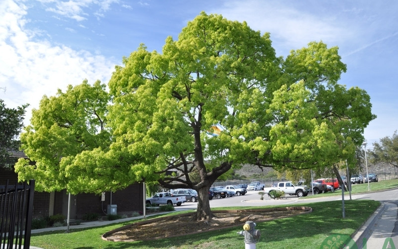 bán cây xanh bóng mát