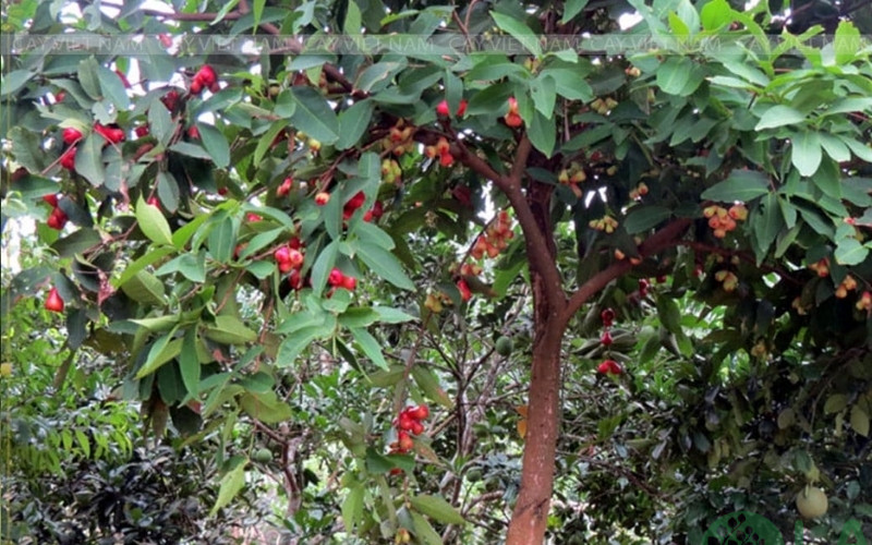 mua bán cây bóng mát