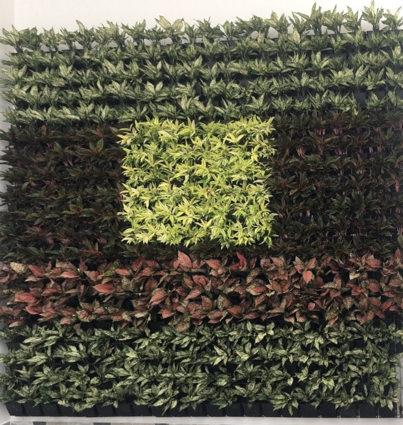 Thi công cảnh quan BT KDC Tân Mỹ