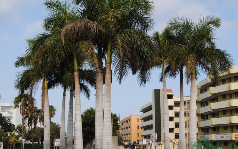 bán cây xanh bóng mát