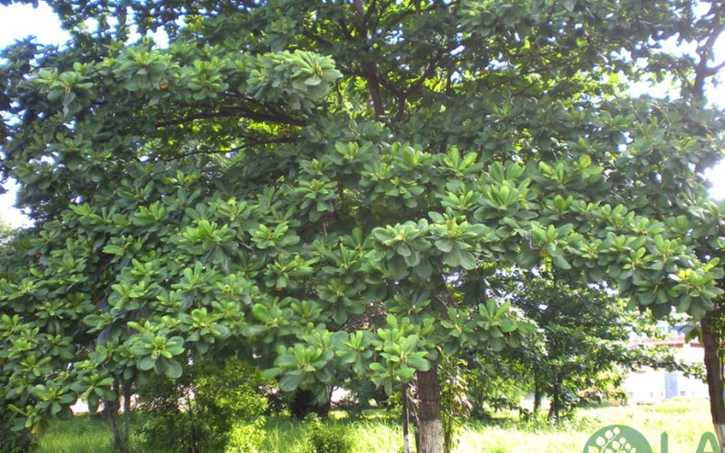 bán cây sanh bóng mát