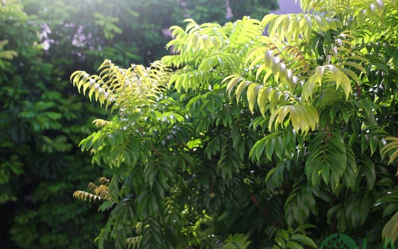 bán cây xanh bóng mát