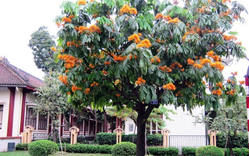 mua bán cây bóng mát