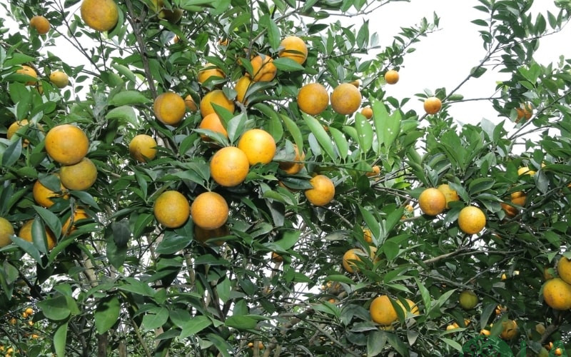 cây ăn trái dễ trồng cây ăn trái dễ trồng