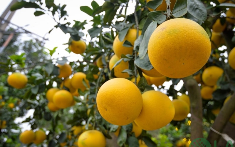 các loại cây ăn quả dễ trồng các loại cây ăn quả dễ trồng