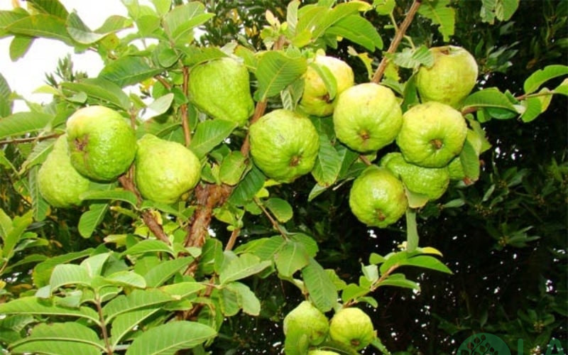 các loại cây ăn trái dễ trồng các loại cây ăn trái dễ trồng