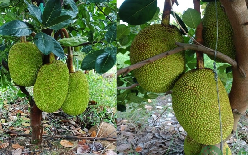 cây ăn quả dễ trồng ở miền nam cây ăn quả dễ trồng ở miền nam