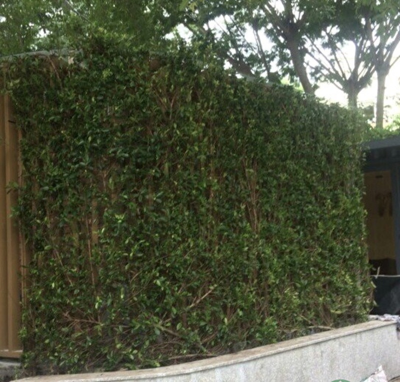 Thi công cảnh quan BT KDC Tân Mỹ