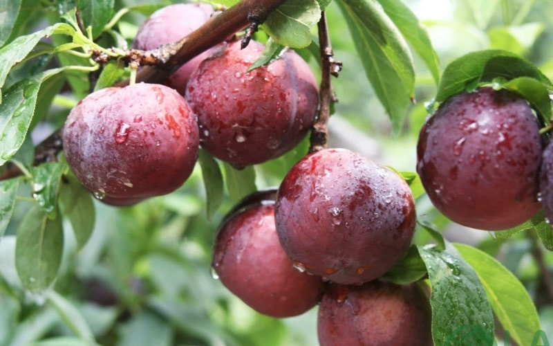 cây ăn trái dễ trồng cây ăn trái dễ trồng