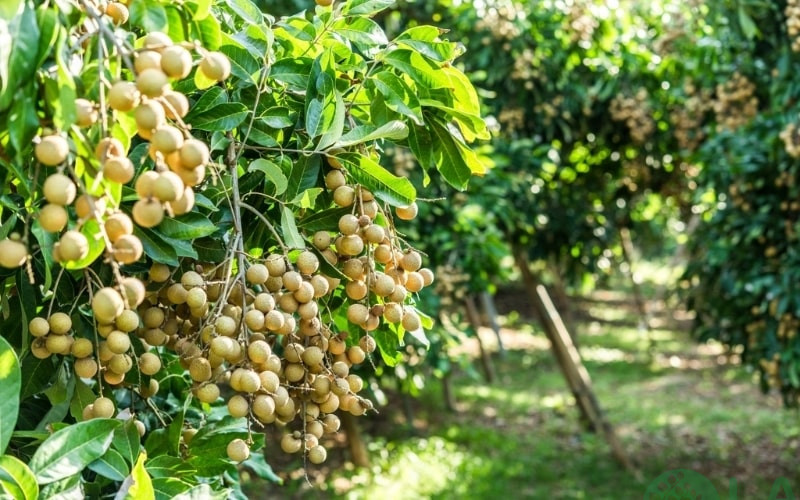 những loại cây ăn quả dễ trồng những loại cây ăn quả dễ trồng