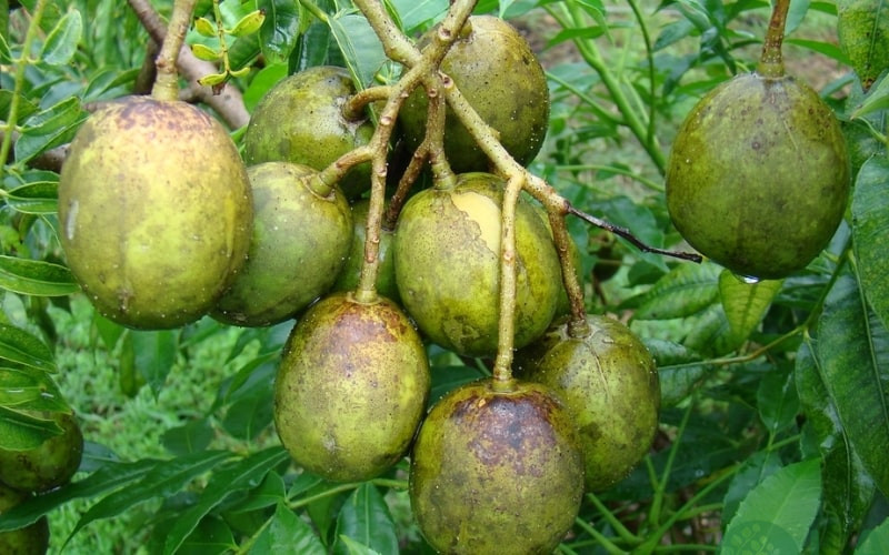 cây ăn trái dễ trồng cây ăn trái dễ trồng