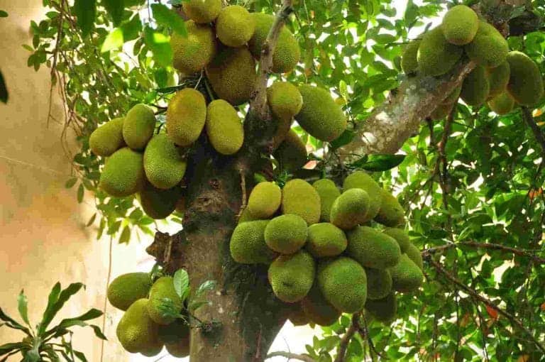 trồng cây ăn quả lấy bóng mát