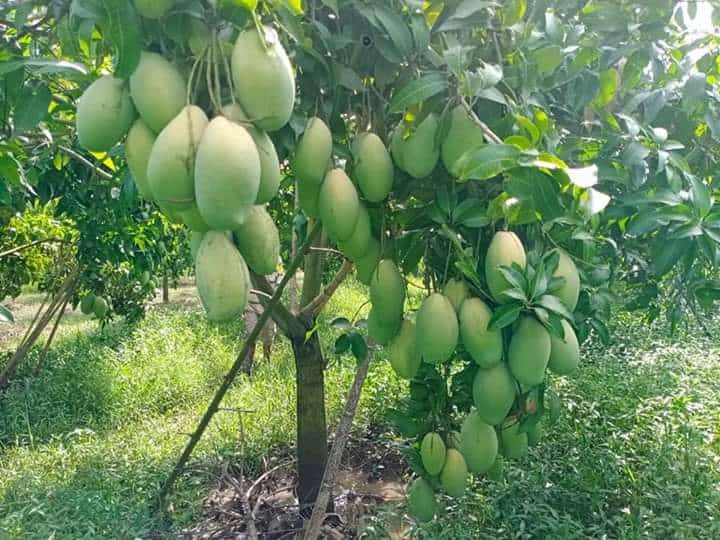 trồng cây ăn quả lấy bóng mát