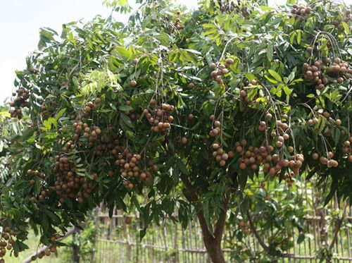 Cây ăn quả cho bóng mát