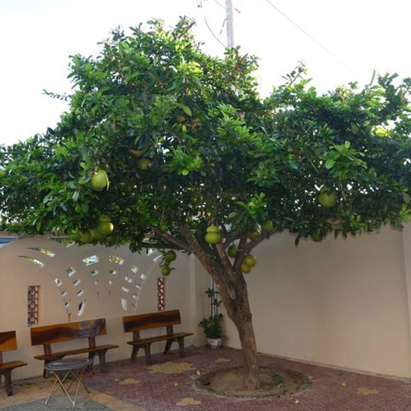 Cây ăn quả cho bóng mát