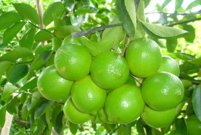 Cây ăn quả cho bóng mát