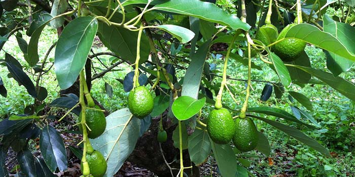 cây ăn quả có bóng mát