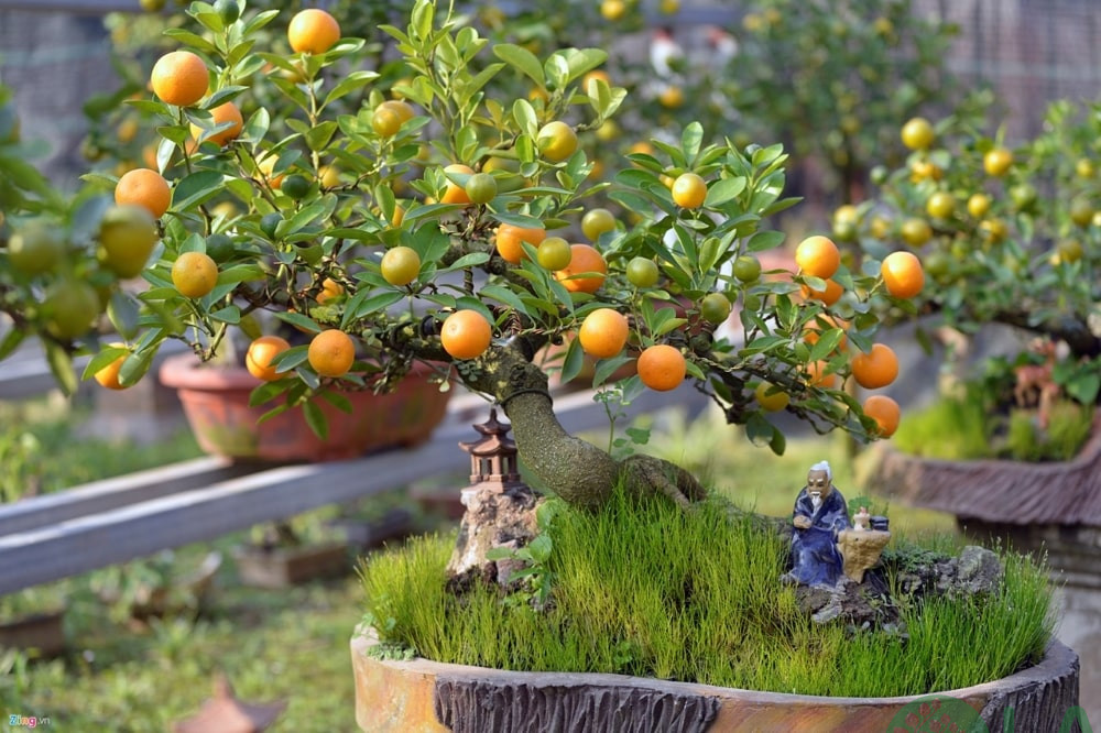 trang trí cây quất ngày tết