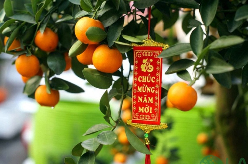 Đặc điểm cây quất cảnh để bàn