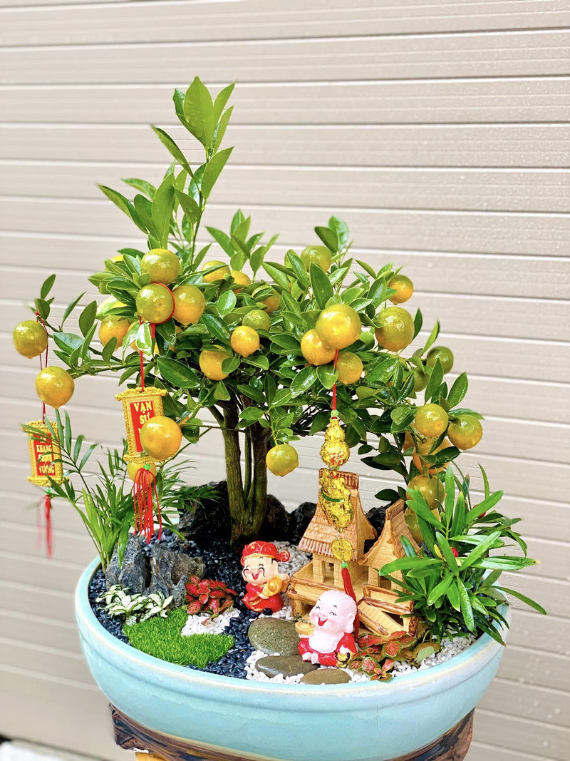 quất cảnh để bàn quất cảnh để bàn