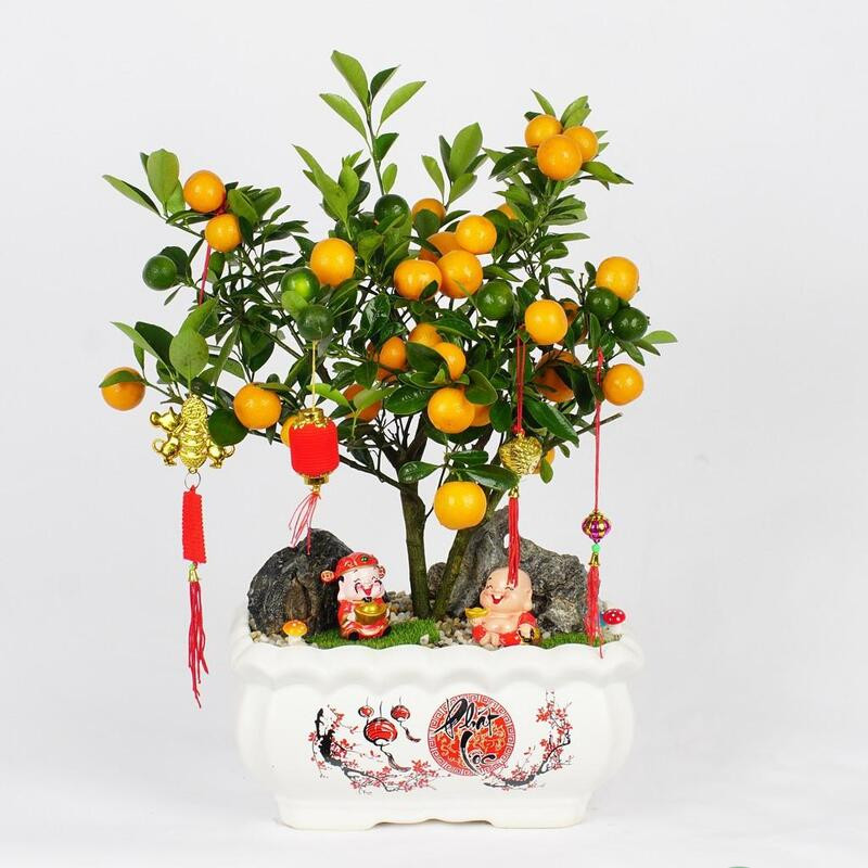 cây quất cảnh để bàn