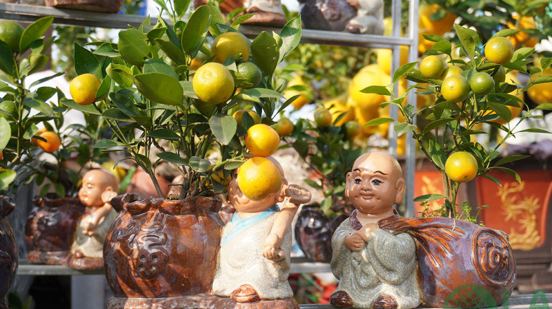 quất cảnh mini để bàn quất cảnh mini để bàn