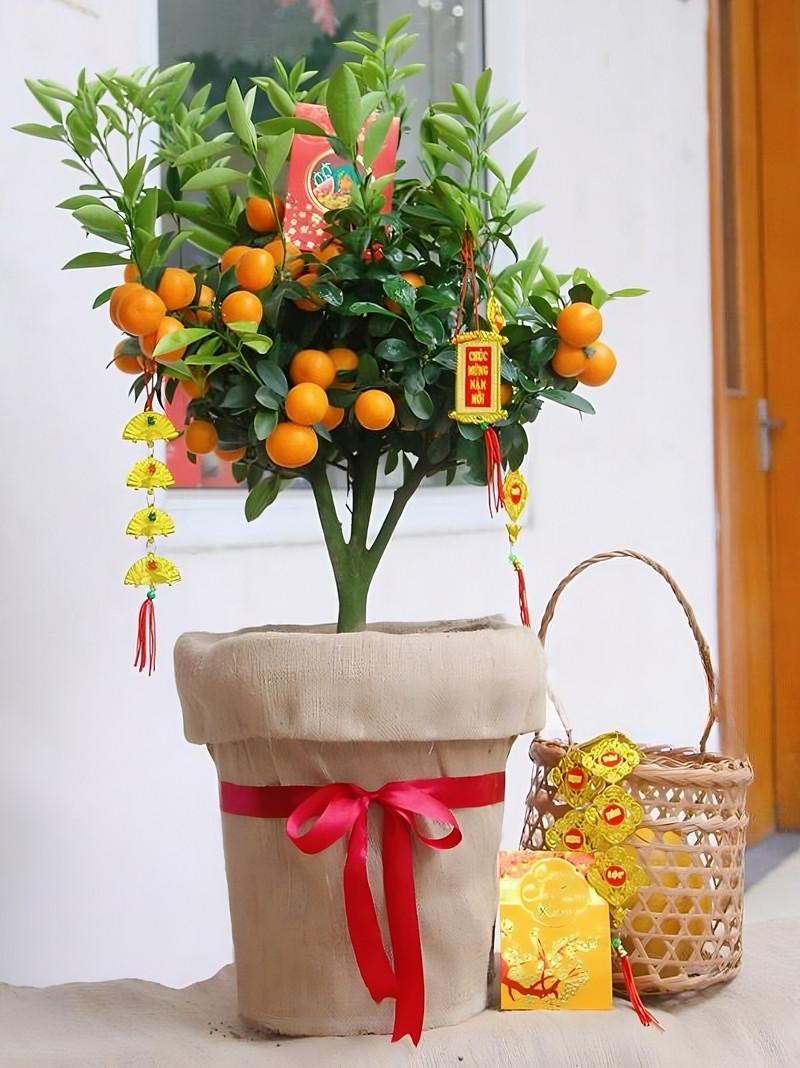 quất cảnh để bàn quất cảnh để bàn