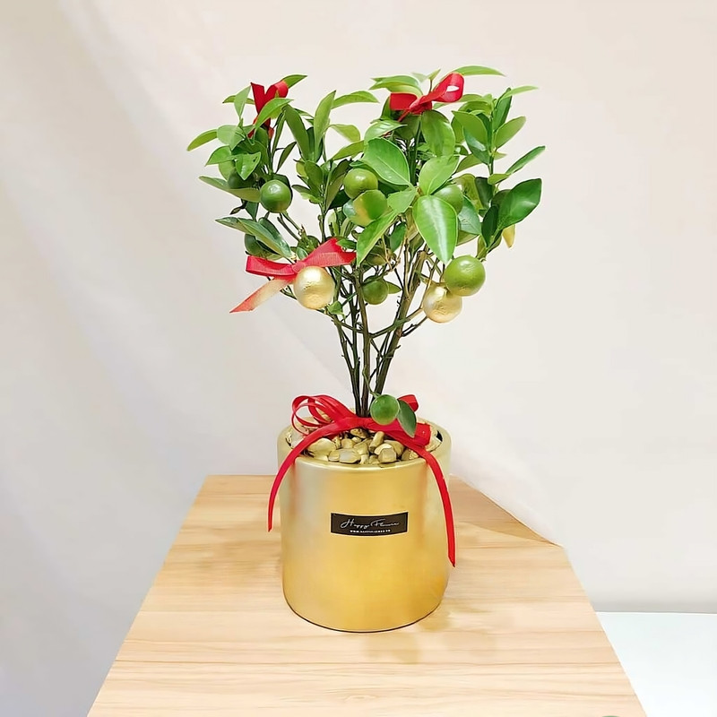 quất cảnh mini để bàn quất cảnh mini để bàn