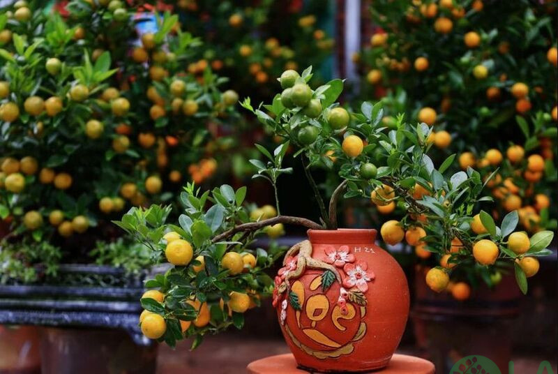 quất cảnh để bàn quất cảnh để bàn