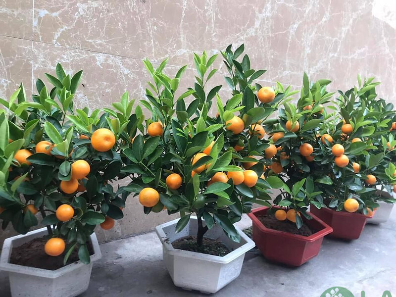 quất cảnh để bàn quất cảnh để bàn