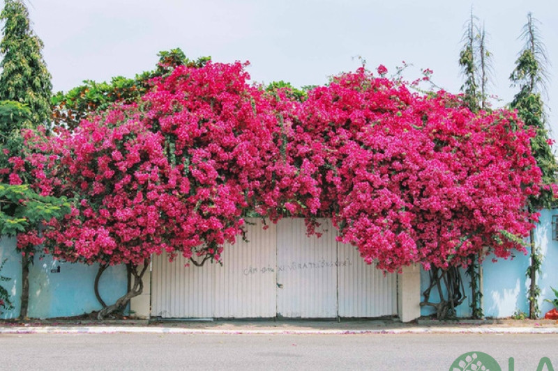 cây trồng làm hàng rào