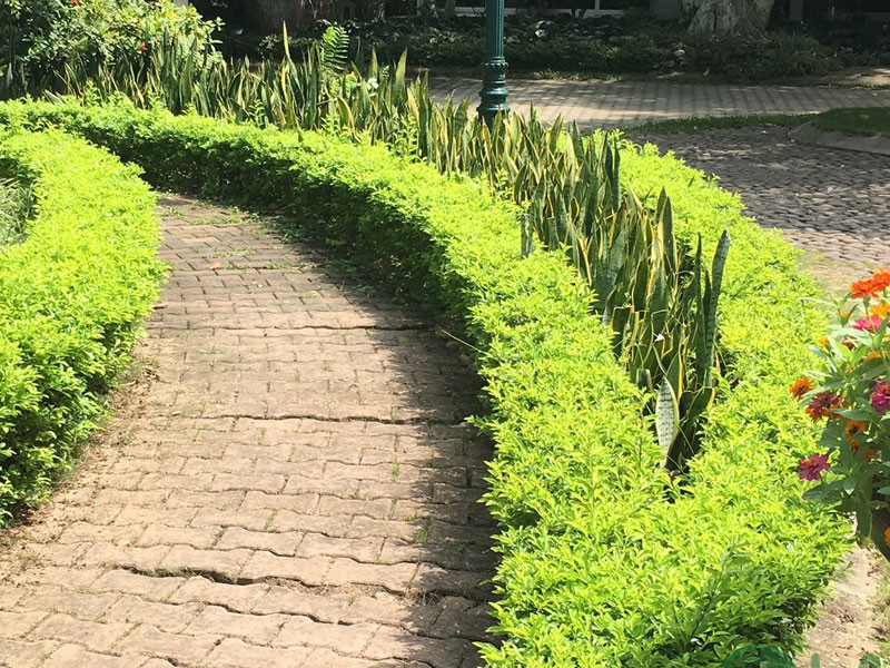 các loại cây trồng làm hàng rào đẹp