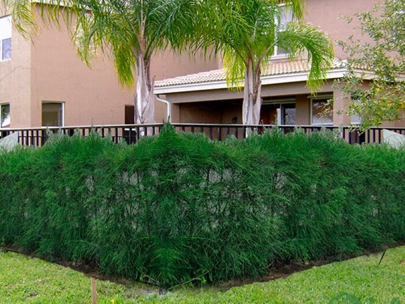 cây trồng làm hàng rào