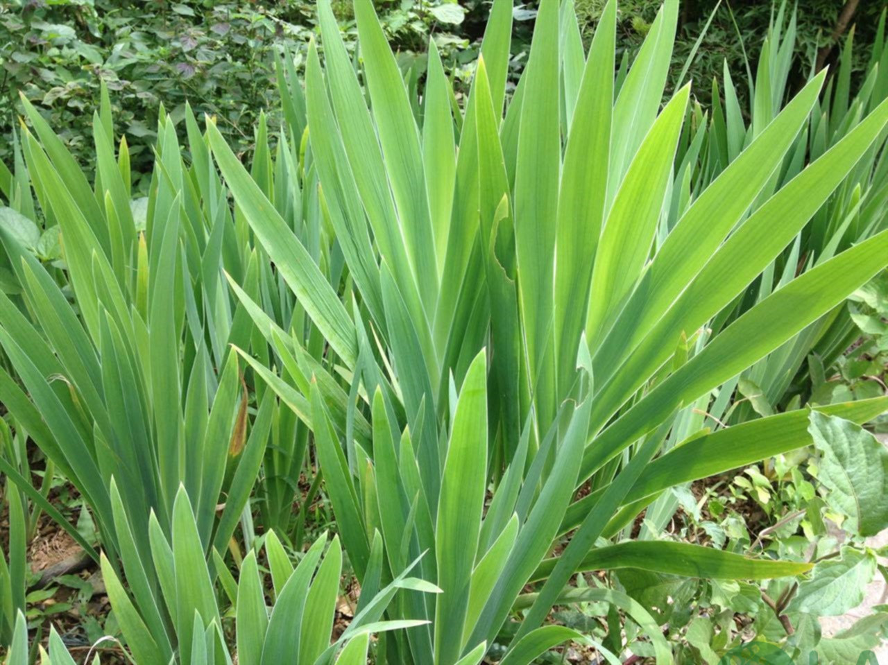 cây trồng làm hàng rào đẹp